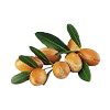 Argan Oil 